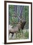 Rocky Mountain Bull Elk, Scenting Marking Pine Tree-Ken Archer-Framed Photographic Print