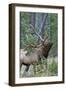 Rocky Mountain Bull Elk, Scenting Marking Pine Tree-Ken Archer-Framed Photographic Print