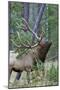 Rocky Mountain Bull Elk, Scenting Marking Pine Tree-Ken Archer-Mounted Photographic Print