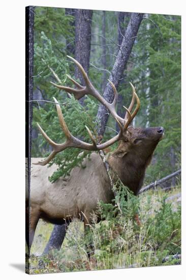 Rocky Mountain Bull Elk, Scenting Marking Pine Tree-Ken Archer-Stretched Canvas