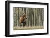 Rocky Mountain bull elk, thick aspens-Ken Archer-Framed Photographic Print