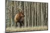 Rocky Mountain bull elk, thick aspens-Ken Archer-Mounted Photographic Print