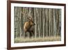 Rocky Mountain bull elk, thick aspens-Ken Archer-Framed Photographic Print