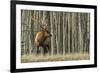 Rocky Mountain bull elk, thick aspens-Ken Archer-Framed Photographic Print