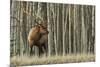 Rocky Mountain bull elk, thick aspens-Ken Archer-Mounted Photographic Print