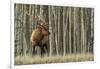 Rocky Mountain bull elk, thick aspens-Ken Archer-Framed Photographic Print