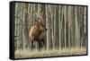 Rocky Mountain bull elk, thick aspens-Ken Archer-Framed Stretched Canvas