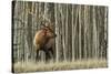 Rocky Mountain bull elk, thick aspens-Ken Archer-Stretched Canvas