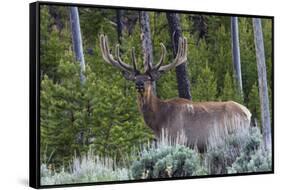 Rocky Mountain Bull Elk, Velvet Antlers-Ken Archer-Framed Stretched Canvas