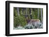 Rocky Mountain Bull Elk, Velvet Antlers-Ken Archer-Framed Photographic Print