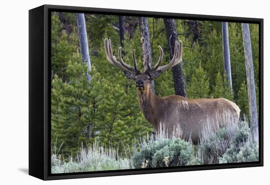 Rocky Mountain Bull Elk, Velvet Antlers-Ken Archer-Framed Stretched Canvas