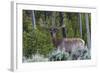 Rocky Mountain Bull Elk, Velvet Antlers-Ken Archer-Framed Photographic Print