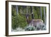 Rocky Mountain Bull Elk, Velvet Antlers-Ken Archer-Framed Photographic Print