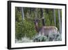 Rocky Mountain Bull Elk, Velvet Antlers-Ken Archer-Framed Photographic Print