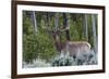 Rocky Mountain Bull Elk, Velvet Antlers-Ken Archer-Framed Photographic Print