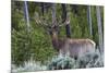 Rocky Mountain Bull Elk, Velvet Antlers-Ken Archer-Mounted Photographic Print