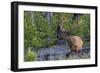 Rocky Mountain Bull Elk, Velvet Antlers-Ken Archer-Framed Photographic Print