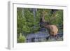 Rocky Mountain Bull Elk, Velvet Antlers-Ken Archer-Framed Photographic Print