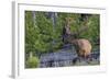 Rocky Mountain Bull Elk, Velvet Antlers-Ken Archer-Framed Photographic Print