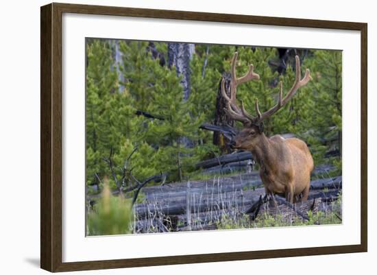 Rocky Mountain Bull Elk, Velvet Antlers-Ken Archer-Framed Photographic Print