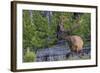 Rocky Mountain Bull Elk, Velvet Antlers-Ken Archer-Framed Photographic Print