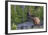 Rocky Mountain Bull Elk, Velvet Antlers-Ken Archer-Framed Photographic Print