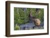 Rocky Mountain Bull Elk, Velvet Antlers-Ken Archer-Framed Photographic Print