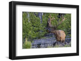 Rocky Mountain Bull Elk, Velvet Antlers-Ken Archer-Framed Photographic Print