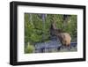 Rocky Mountain Bull Elk, Velvet Antlers-Ken Archer-Framed Photographic Print