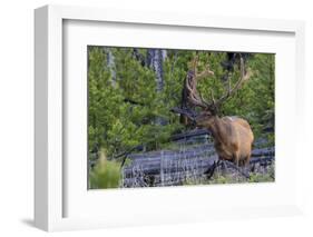 Rocky Mountain Bull Elk, Velvet Antlers-Ken Archer-Framed Photographic Print