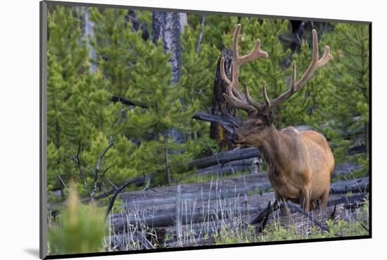 Rocky Mountain Bull Elk, Velvet Antlers-Ken Archer-Mounted Photographic Print