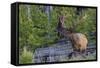 Rocky Mountain Bull Elk, Velvet Antlers-Ken Archer-Framed Stretched Canvas