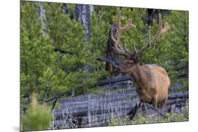 Rocky Mountain Bull Elk, Velvet Antlers-Ken Archer-Mounted Premium Photographic Print