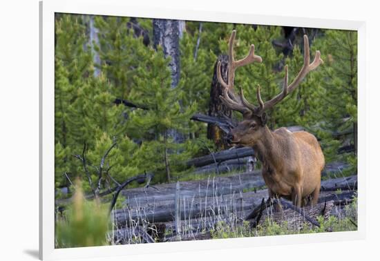 Rocky Mountain Bull Elk, Velvet Antlers-Ken Archer-Framed Photographic Print