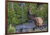 Rocky Mountain Bull Elk, Velvet Antlers-Ken Archer-Framed Photographic Print