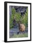 Rocky Mountain Bull Elk, Velvet Antlers-Ken Archer-Framed Photographic Print