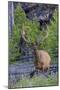 Rocky Mountain Bull Elk, Velvet Antlers-Ken Archer-Mounted Photographic Print