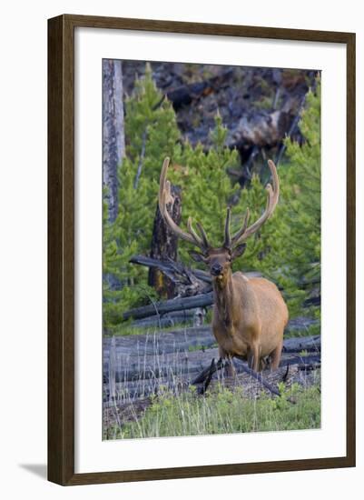 Rocky Mountain Bull Elk, Velvet Antlers-Ken Archer-Framed Photographic Print