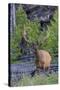 Rocky Mountain Bull Elk, Velvet Antlers-Ken Archer-Stretched Canvas
