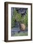 Rocky Mountain Bull Elk, Velvet Antlers-Ken Archer-Framed Photographic Print