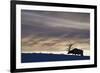 Rocky Mountain Bull Elk, Winter Sunset-Ken Archer-Framed Photographic Print