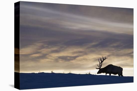 Rocky Mountain Bull Elk, Winter Sunset-Ken Archer-Stretched Canvas