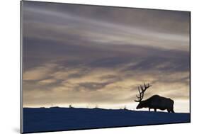 Rocky Mountain Bull Elk, Winter Sunset-Ken Archer-Mounted Photographic Print