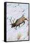 Rocky Mountain Bull Elk, Winter-Ken Archer-Framed Stretched Canvas