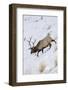 Rocky Mountain Bull Elk, Winter-Ken Archer-Framed Photographic Print