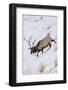 Rocky Mountain Bull Elk, Winter-Ken Archer-Framed Photographic Print