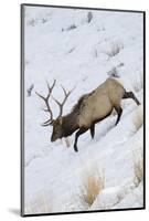 Rocky Mountain Bull Elk, Winter-Ken Archer-Mounted Photographic Print