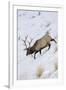 Rocky Mountain Bull Elk, Winter-Ken Archer-Framed Photographic Print