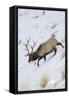 Rocky Mountain Bull Elk, Winter-Ken Archer-Framed Stretched Canvas