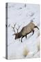 Rocky Mountain Bull Elk, Winter-Ken Archer-Stretched Canvas